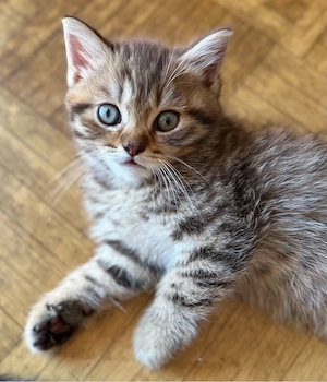 Zauberhafte BKH Türkisch-Angora-Mix-Kitten suchen ihr Für-immer-Zuhause   