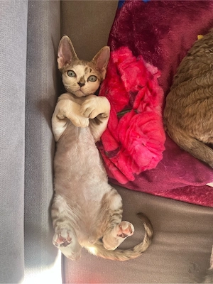 Devon Rex junge namens Lio