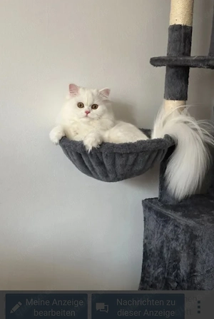 Perser Kater Sammy suche neues Zuhause 
