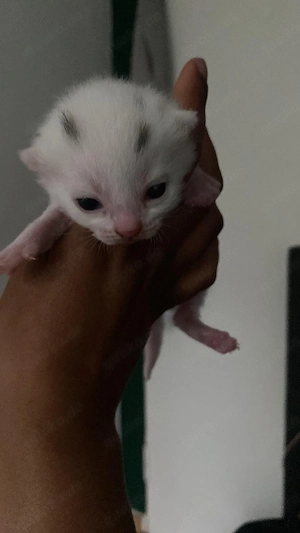 BKH Mix Kitten abzugeben   ab 12 Wochen