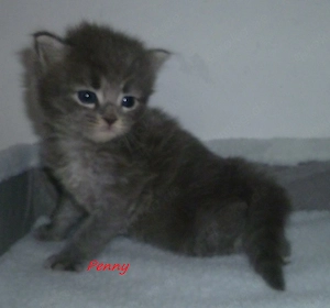 Kitten der Rasse Maine Coon Bild 5