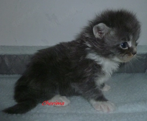 Kitten der Rasse Maine Coon Bild 3