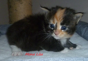 Kitten der Rasse Maine Coon Bild 4