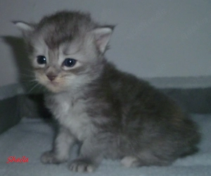 Kitten der Rasse Maine Coon Bild 2