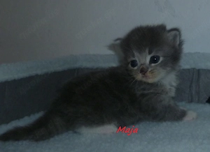 Kitten der Rasse Maine Coon Bild 6