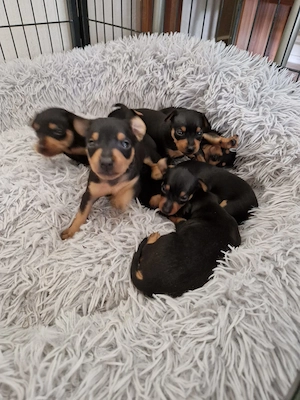 Zwergpinscher Welpen 