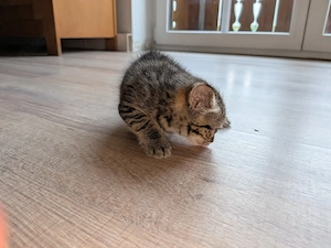 2 süße Katzenbabys in liebevolle Hände