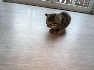 2 süße Katzenbabys in liebevolle Hände Bild 4