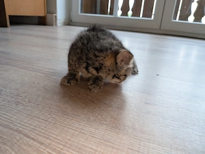 2 süße Katzenbabys in liebevolle Hände Bild 3