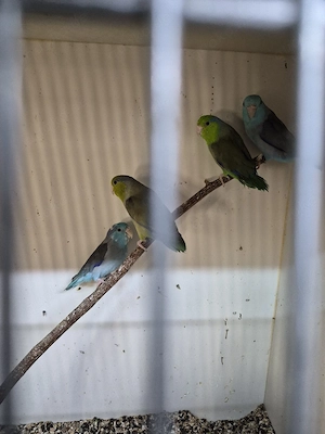 Blaugenicksperlingspapageien