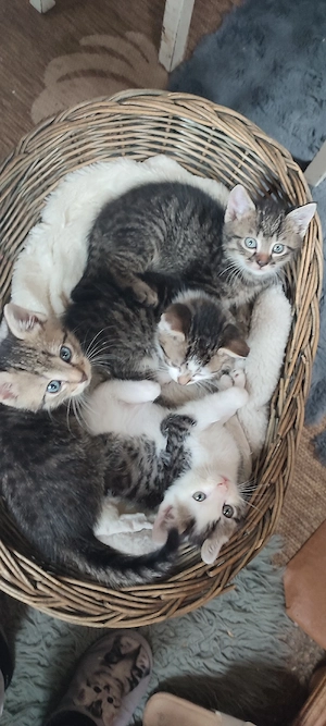 Abgabebereit ! Katzenbaby  Heilige Birmamix