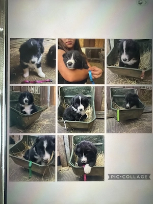 Border Collie welpen