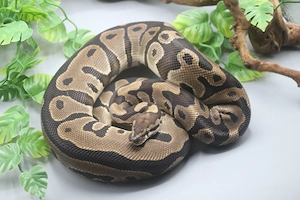 0.1 Leopard 100% het. Clown Zuchtweibchen - 2000g