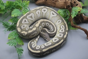 0.1 Mojave Ghost Königspython Weibchen mit 2000g