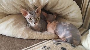 Don Sphynx Katzen Damen Bild 3