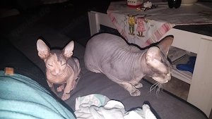 Don Sphynx Katzen Damen Bild 2