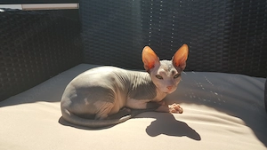 Don Sphynx Katzen Damen Bild 5