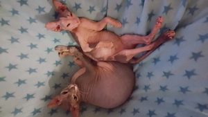 Don Sphynx Katzen Damen Bild 4