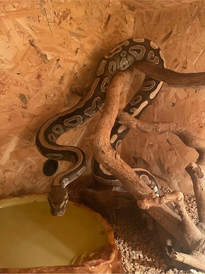 Charakterfester Königspython Mojave (DNZ 2020) sucht Endplatz bei erfahrenem Halter   36433 Bad Salz