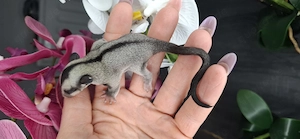 Sugar-Glider-Weibchen