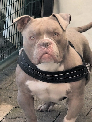 Exotic Bully Rüde