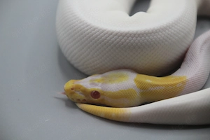 0.1 Black Pastel Albino Piebald Königspython