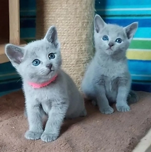 wunderschöne russisch blau kitten männlich