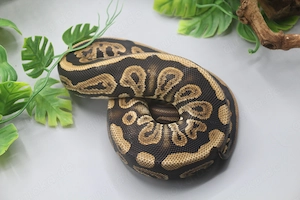 0.1 Black Pastel het. Albino   Candy Königspython