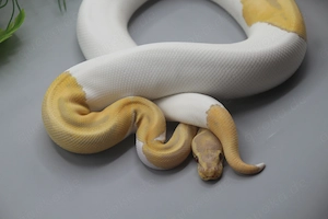 0.1 Candino Piebald Königspython (Python regius) - Weibchen Bild 4
