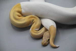 0.1 Candino Piebald Königspython (Python regius) - Weibchen Bild 3