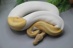 0.1 Candino Piebald Königspython (Python regius) - Weibchen Bild 2