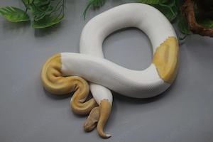 0.1 Candino Piebald Königspython (Python regius) - Weibchen Bild 6