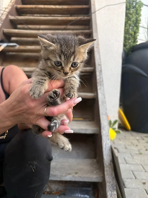 bkh x bengal kitten