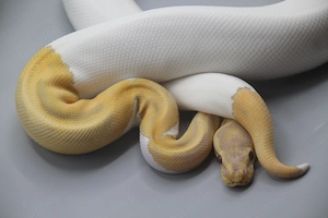 0.1 Candino Piebald Königspython (Python regius) - Weibchen Bild 5