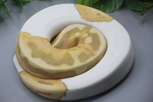 0.1 Candino Piebald Königspython (Python regius) - Weibchen mit 450g