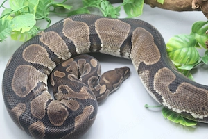 verkauft an Thorsten -0.1 Wildfarben het. Piebald Königspython - Weibchen mit 2250g