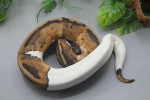 1.0 Piebald het. Albino Candy Königspython (Python regius) Bild 5
