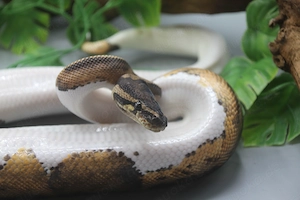 1.0 Piebald het. Albino Candy Königspython (Python regius) Bild 3