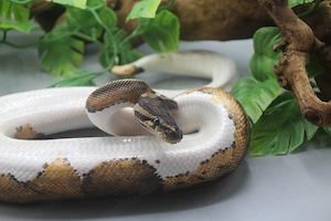 1.0 Piebald het. Albino Candy Königspython (Python regius) Bild 4