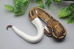 1.0 Piebald het. Albino Candy Königspython (Python regius) Bild 2