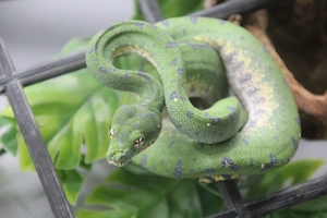 0.0.1 Baumpython (Morelia viridis) DNZ 2025