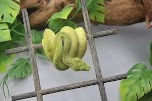 verkauft an Julien -Baumpython (Morelia viridis) Aru 