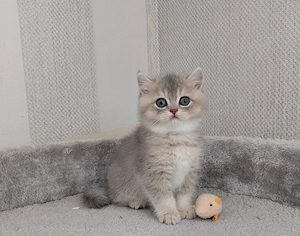 Wundervolle reinrassige BKH Kitten (männlich) zu vermitteln 