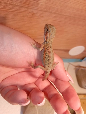 Wunderschöne Baby Farb-Bartagame Pogona vitticeps (Orange& Red Line) tolle Farben & Zeichnung