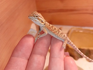 Wunderschöne Bartagamen Jungtiere   Bunte Morphen (Hypo Orange Leatherback Tiger) 