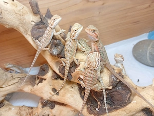 Süße Bartagame-Babys Pogona vitticeps Extreme Red High Red Linie, verschiedene Farben & Zeichnung