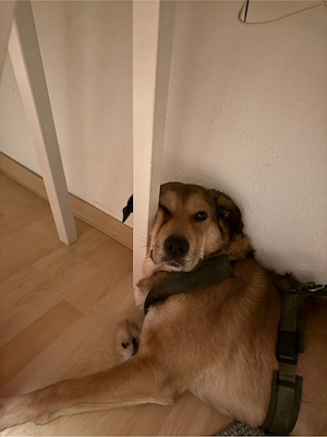Koda sucht ein liebevolles Zuhause