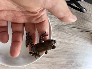 Kuba Laubfrosch Osteopilus septentrionalis