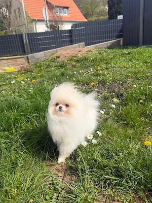 Pomeranian Welpe  Bild 4