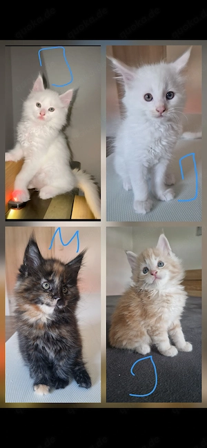 Maine Coon Kitten aus verantwortungsvoller Hobbyzucht suchen ab Ende Juni ein liebevolles Zuhause 